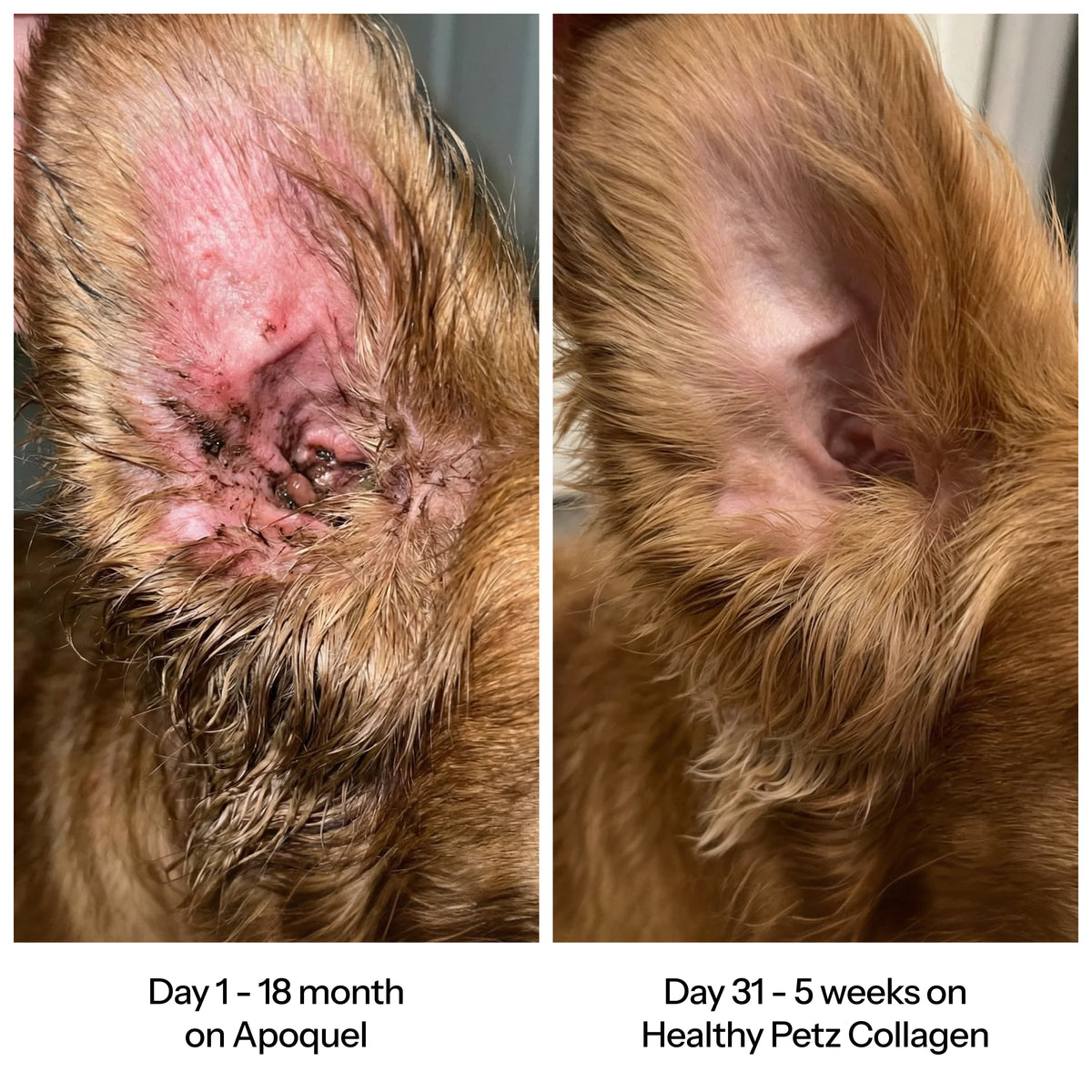 PurePaws Premium Liquid Collagen